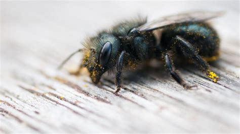 Crown bees - Mar 8, 2019 · Hang the house so that the tubes are horizontal. Placing the nest within 200 to 300 feet from a nectar source is important because mason bees do not travel long distances. Mason bees like morning sun during their active stage, between March and early June. During the summer they need shade while the larva are hatching in the tubes. 